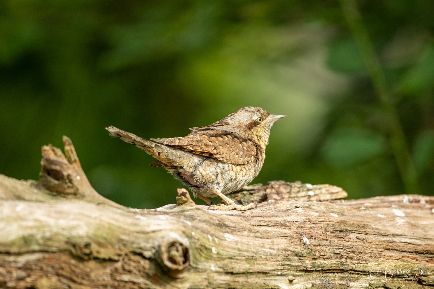 22 juli 2023 101532  R2A2392